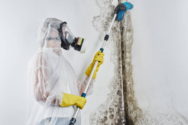 Best Residential Mold Removal  in Middle River, MD