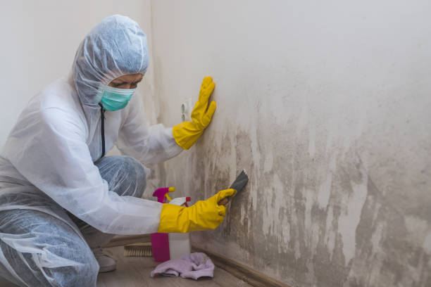 Best Black Mold Removal  in Middle River, MD