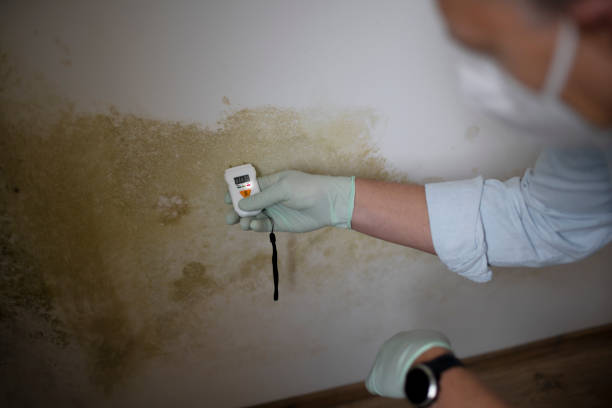 Best Professional Mold Removal  in Middle River, MD