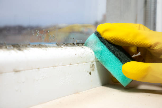 Best Mold Damage Repair  in Middle River, MD