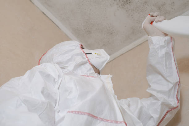 Certified Mold Removal in Middle River, MD